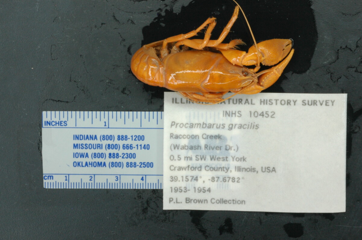 Procambarus (Girardiella) image